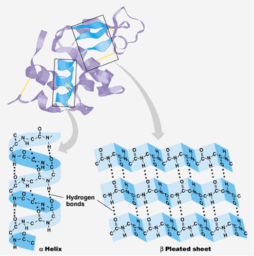 Protein Secondary Structure Prediction Service