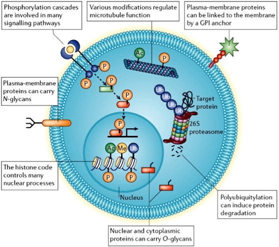 Proteomic Analysis of Post-translational Modifications Service