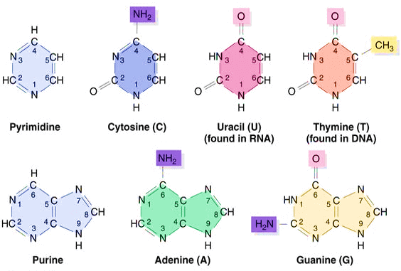 Purines and pyrimidine bases