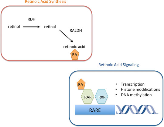 Retinoic Acid Analysis Service