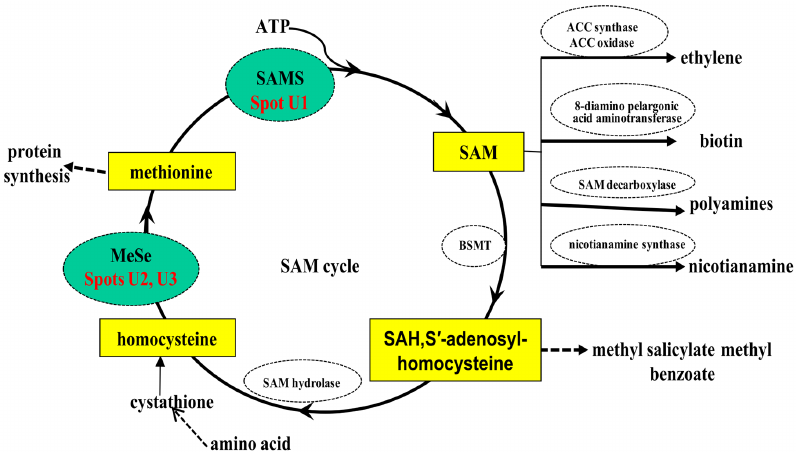 SAM cycle.