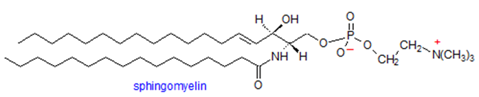 Sphingomyelin Profiling Service