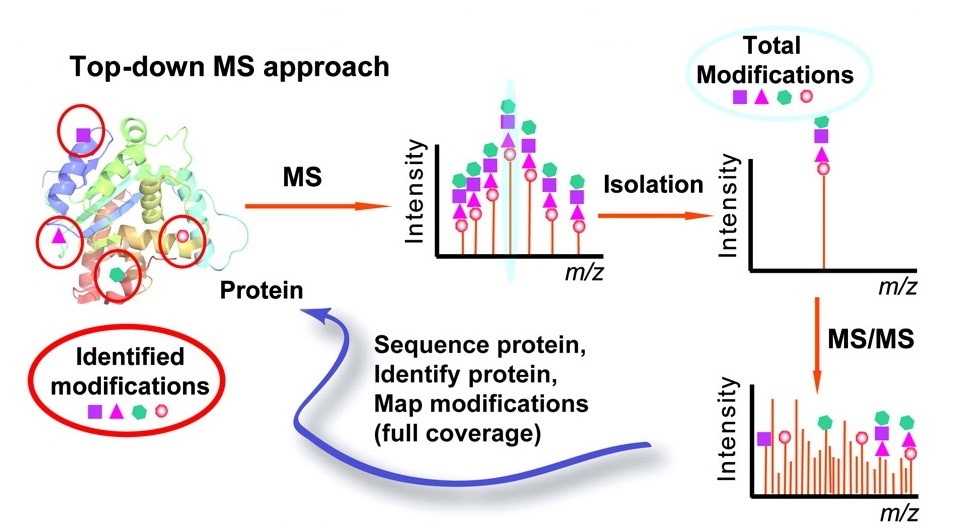 Top Down-based Characterization of PTM