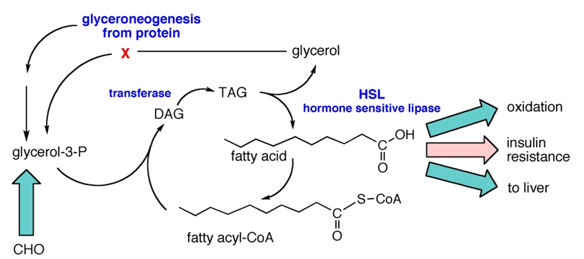 Total Fatty Acids Analysis Service