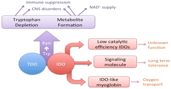 Tryptophan Metabolism Analysis Service