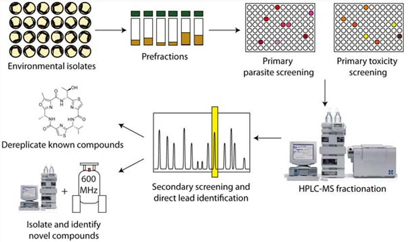 Unknown Metabolite Identification