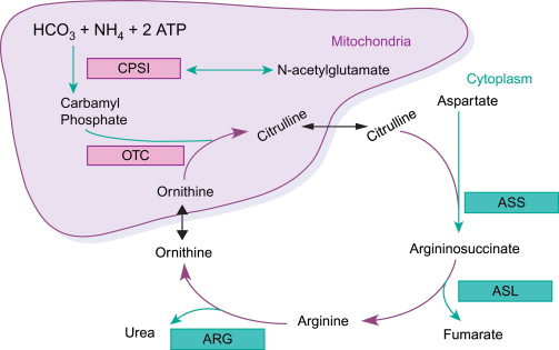 Urea cycle Metabolism Analysis Service