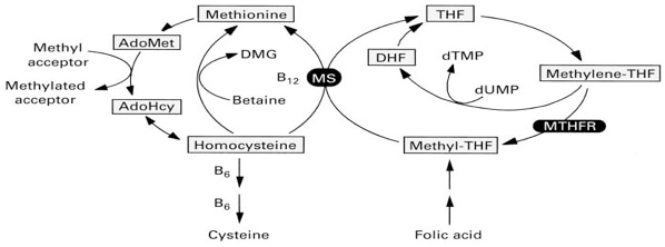 Water-soluble Vitamins and Fat-soluble Vitamins Analysis Service