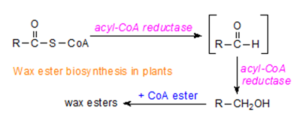 Wax Esters Analysis Service