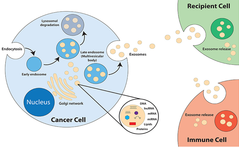 Exosome Untargeted Metabolomics