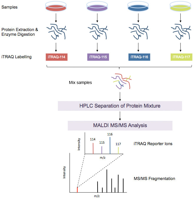 iTRAQ Workflow