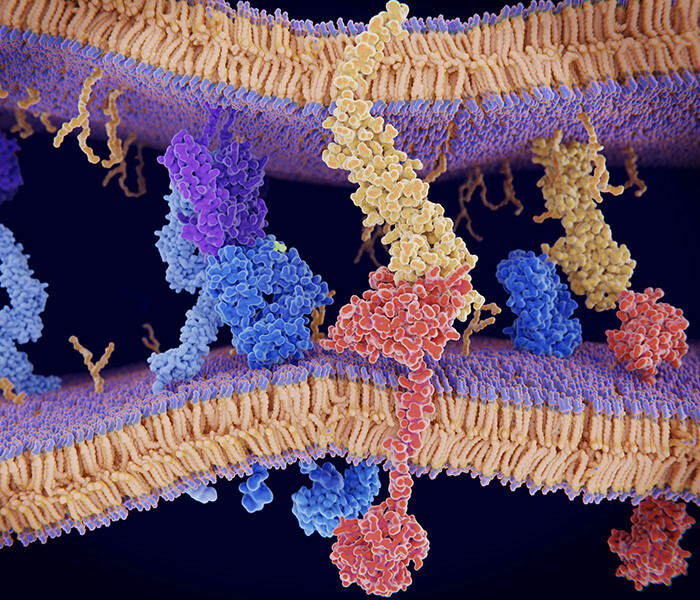 Protein Sequencing by Mass Spectrometry