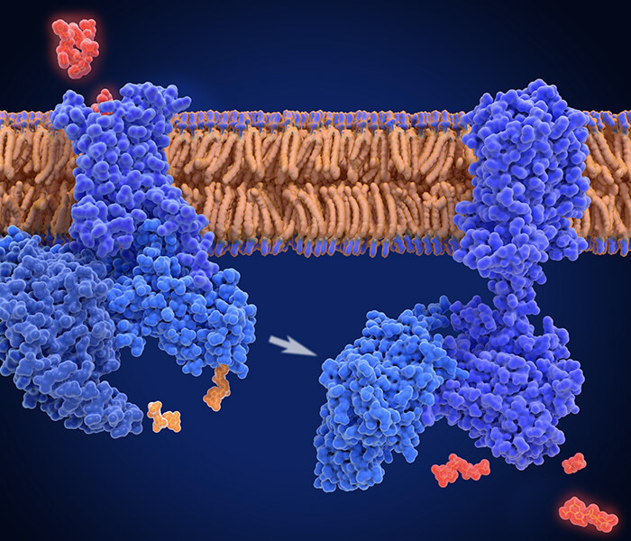 Pull-Down Assay Service