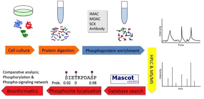 Summary of MS-based phosphoproteomics experiments.