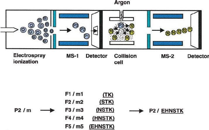 Schematic of peptide sequencing by tandem mass spectrometry (Li et al., 2000).