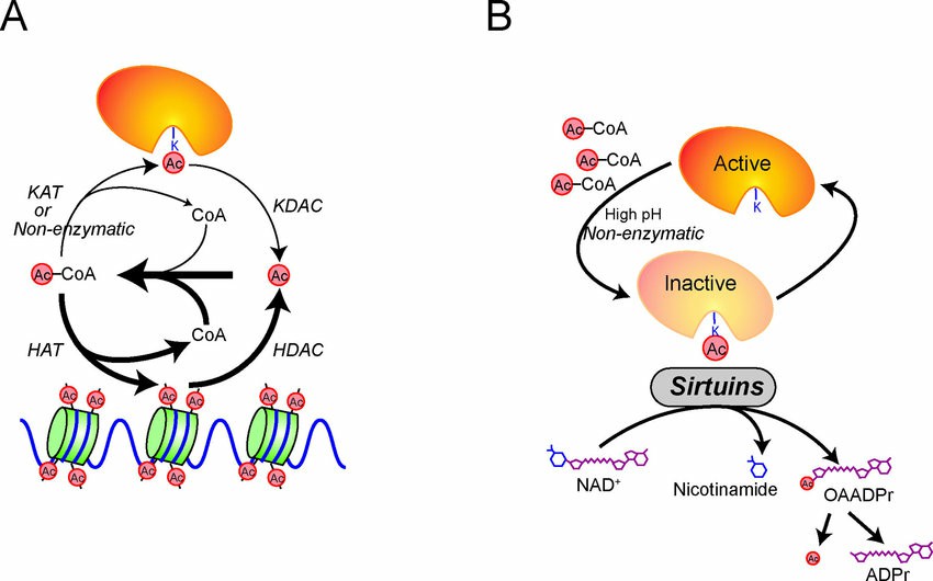 Fig. 1. Dynamic acetylation and deacetylation of proteins.