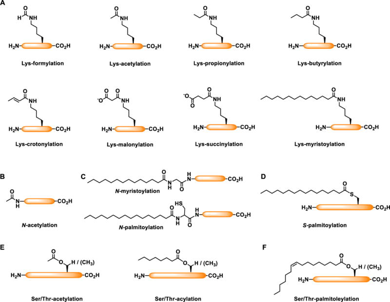 Fig. 1. Different types of protein acylation.