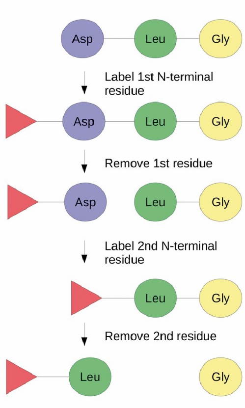 Fig. 1. Automated Edman peptide sequencing.