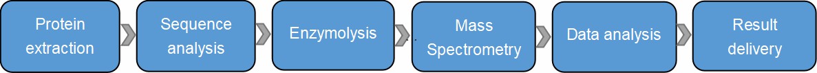 Fig. 2. Workflow of our biopharmaceutical N/C-terminal sequencing service.