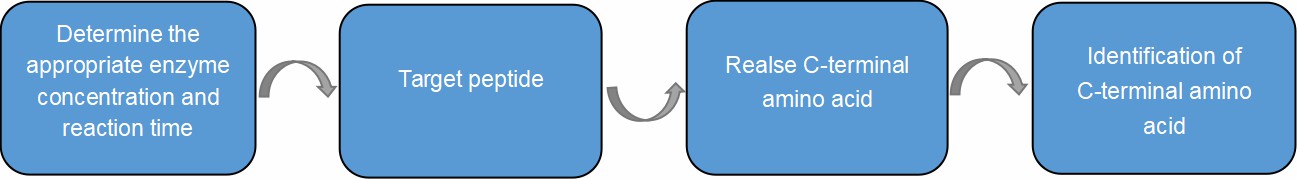 Fig. 3. Workflow of Carboxypeptidase hydrolysis method.