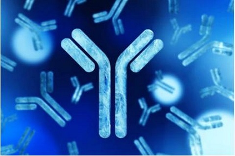 Antibody Deamidation and Isomerization Analysis Service