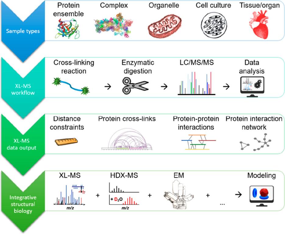 Fig. 1. Cross-linking mass spectrometry (XL-MS) workflows allow the identification of cross-links in purified proteins, cell culture, and intact tissue.