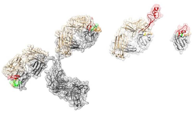 Fig. 1. Structural organization of conventional antibodies, cow FABs and camelid-derived Nanobodi es.