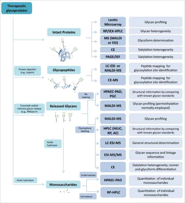 Fig. 1. Overview of analytics for assessing glycans.