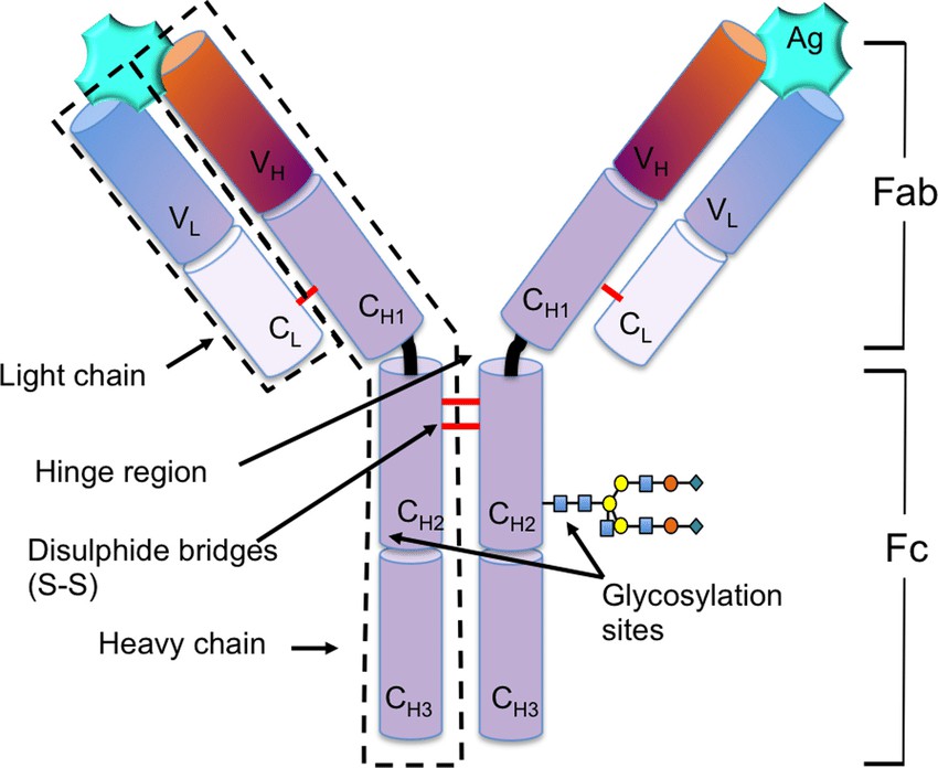 Fig. 1. Structural schematic of IgG.