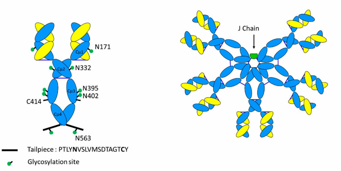 Fig. 1. Schematic diagram of IgM monomer vs. IgM pentamer.