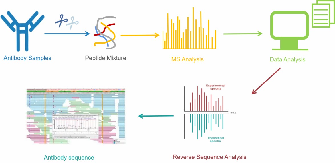 Workflow of antibody sequencing