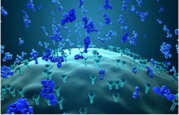 Sequence Variation Identification Between Monoclonal Antibodies and Generic Drugs