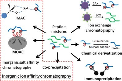 Fig.1. Different strategies of phosphopeptide enrichment.