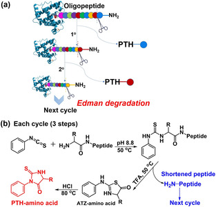 Fig. 1. (a) N-terminal Edman sequencing chemistry and (b) detailed procedure for each cycle.