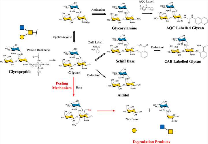 Fig. 1. O-Glycan β-elimination, peeling mechanism, and end-capping strategies.