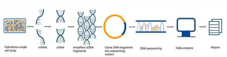 Fig. 2. Workflow of the monoclonal antibody sequencing service.