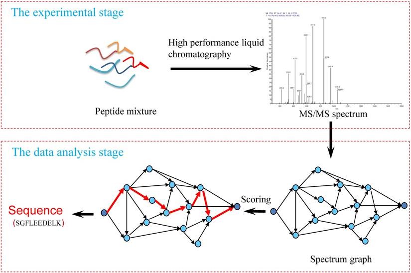 Fig. 1. Workflow of the de novo peptide sequencing.