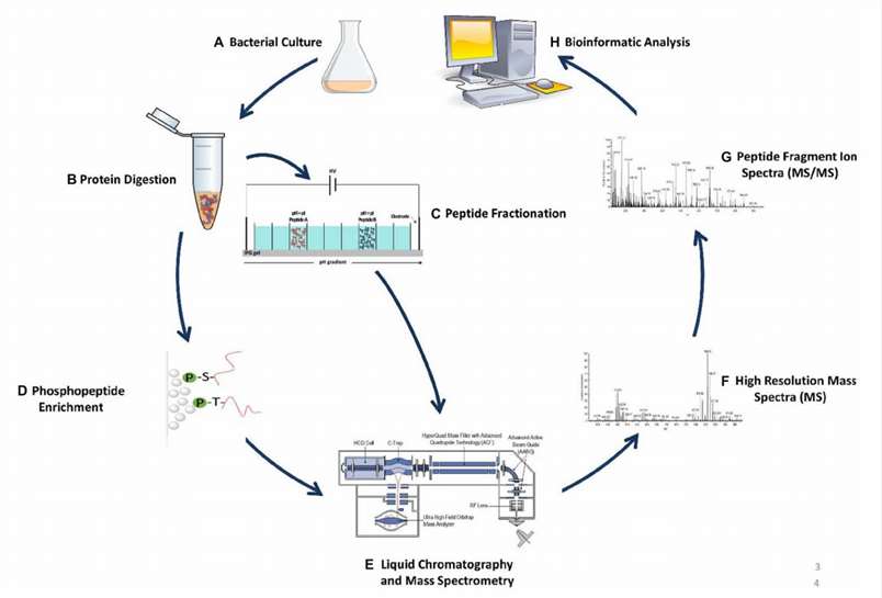 Fig. 1. Example of shotgun proteomics workflow.