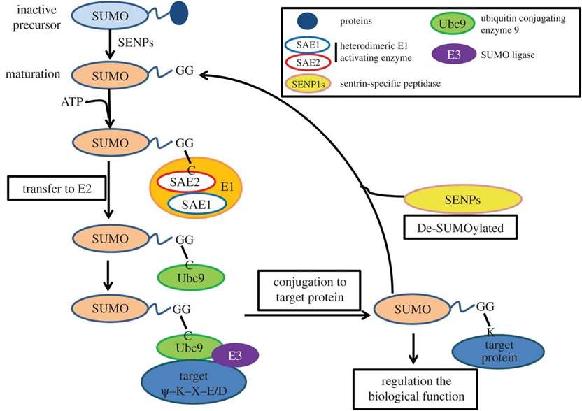 Fig. 1. Biochemical process of SUMO modifications in mammal cells.