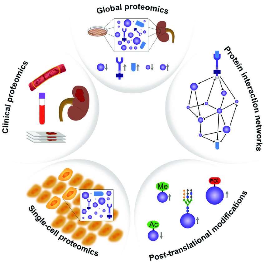 Fig. 1. Some common applications of MS-based proteomics in biology.