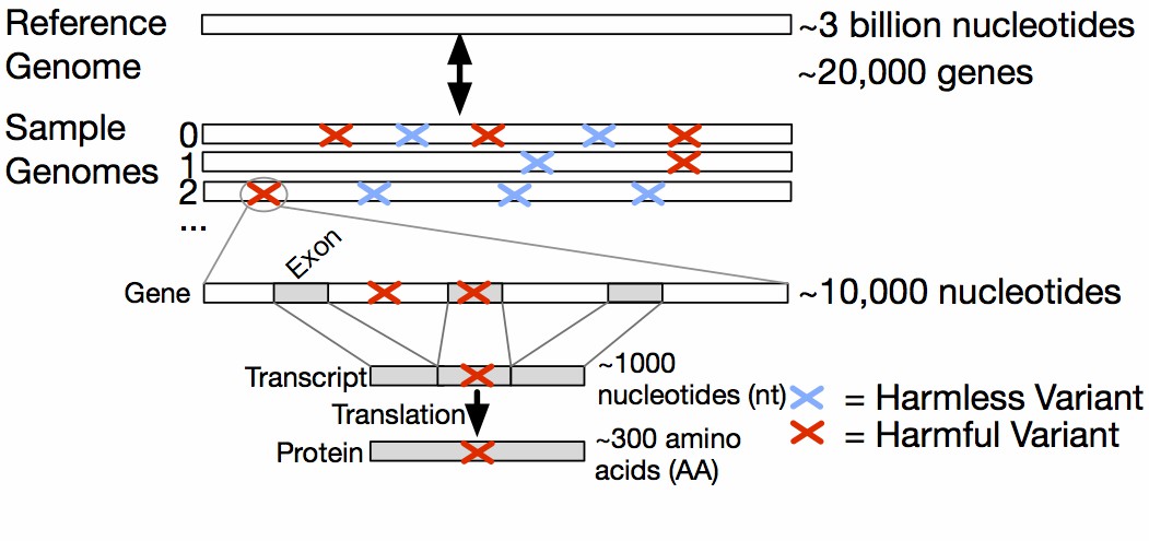 Fig. 1. Biological context in which variants occur. The gene level is specified by genomic coordinates, the exon-containing transcript level is specified by transcript coordinates, and the protein level is specified by protein coordinates.