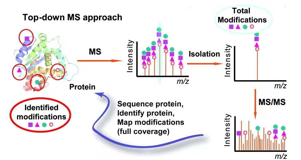 Fig. 1. Top-down for protein PTM characterization.