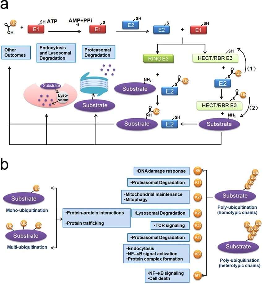 Fig. 1. Schematic diagram of ubiquitination.