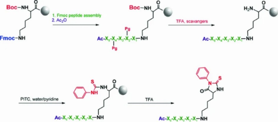 Fig. 1. Proposed peptide cleavage method based on Edman degradation.