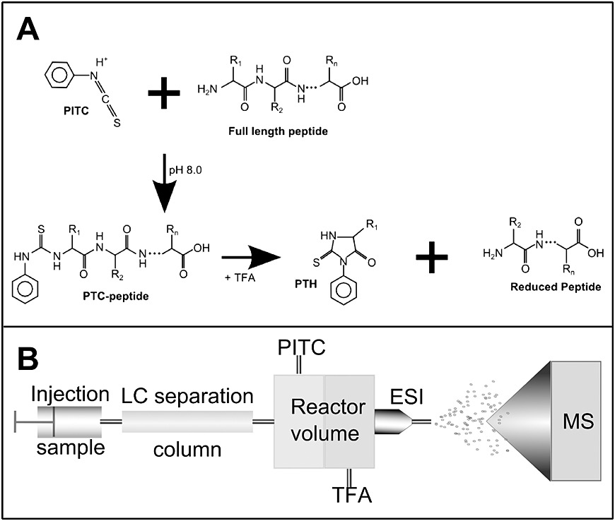 Combination of Edman degradation with LC-MS workflow