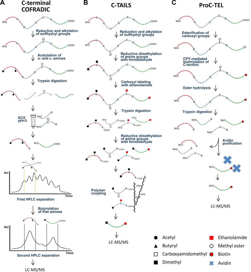 Schematic representation of C-terminal enrichment strategies