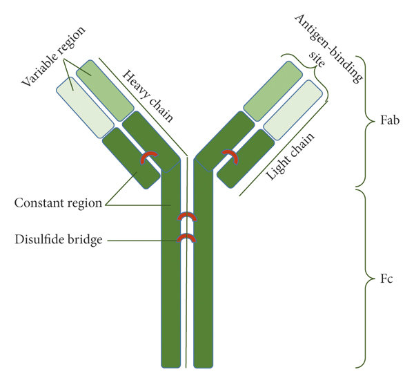 A schematic representation of the antibody structure