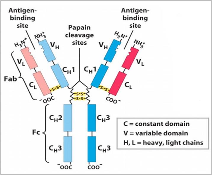 Showing the variable and constant region of an antibody and the antigen binding sites