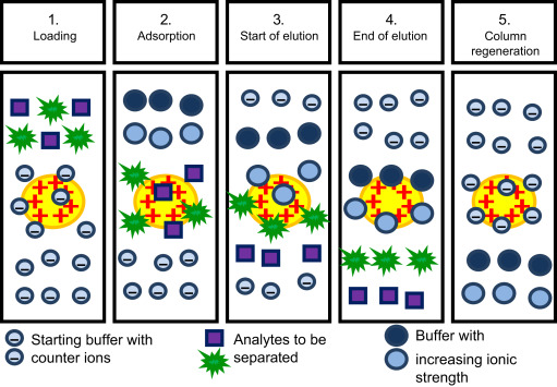 Chromatographic Techniques for Protein Separation and Analysis