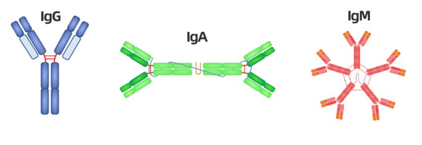 Comparing Immunoglobulin G (IgG) Antibody with Other Immunoglobulins